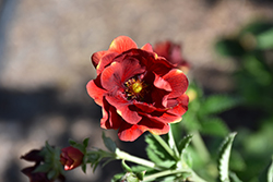 Arc En Ciel Cinquefoil (Potentilla 'Arc En Ciel') at Lakeshore Garden Centres