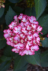 Seaside Serenade Fire Island Hydrangea (Hydrangea macrophylla 'HORTFIRE') at Lakeshore Garden Centres
