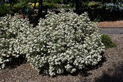 Aotearoa Daisy Streamside Tree Daisy (Olearia cheesemanii 'Aotearoa Daisy') at Lakeshore Garden Centres