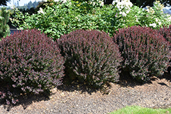 Pygmy Ruby Barberry (Berberis thunbergii 'Pygruzam') at Lakeshore Garden Centres