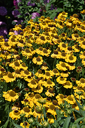 Wyndley Sneezeweed (Helenium 'Wyndley') at Lakeshore Garden Centres
