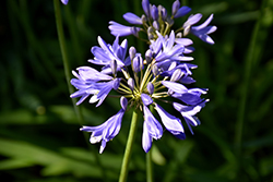 Blue Storm Agapanthus (Agapanthus praecox 'Atiblu') at Lakeshore Garden Centres