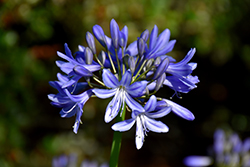 Midnight Blue Agapanthus (Agapanthus 'Midnight Blue') at The Mustard Seed