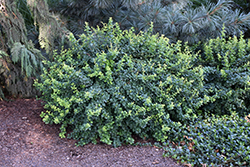 Green Hornet  Barberry (Berberis thunbergii 'Grhozam') at Lakeshore Garden Centres