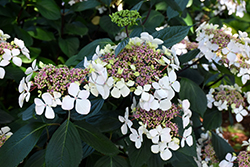 Midnight Duchess Hydrangea (Hydrangea macrophylla 'Midnight Duchess') at Lakeshore Garden Centres