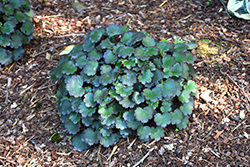 Pink Elf Saxifrage (Saxifraga fortunei 'Pink Elf') at Lakeshore Garden Centres