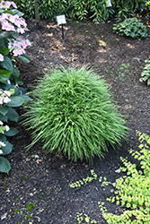 Taiwan Mondo Grass (Ophiopogon formosanum) at Lakeshore Garden Centres