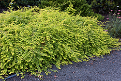 Blade Of Sun Coralberry (Symphoricarpos x chenaultii 'Brain de Soleil') at Lakeshore Garden Centres