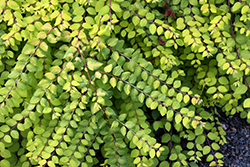 Blade Of Sun Coralberry (Symphoricarpos x chenaultii 'Brain de Soleil') at Lakeshore Garden Centres