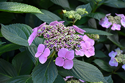 Blue Wave Hydrangea (Hydrangea macrophylla 'Blue Wave') at Lakeshore Garden Centres