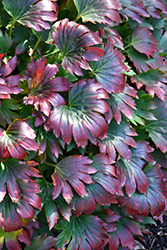 Crimson Fans Mukdenia (Mukdenia rossii 'Crimson Fans') at Lakeshore Garden Centres