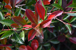 Fireball Red Photinia (Photinia 'Parbri') at Lakeshore Garden Centres