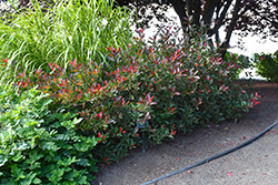 Fireball Red Photinia (Photinia 'Parbri') at Lakeshore Garden Centres