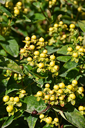 FloralBerry Chardonnay St. John's Wort (Hypericum x inodorum 'KOLCHAR') at Lakeshore Garden Centres