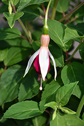 DebRon's Funny Valentine Fuchsia (Fuchsia 'DebRon's Funny Valentine') at Lakeshore Garden Centres