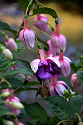DebRon's Joan Lou Fuchsia (Fuchsia 'DebRon's Joan Lou') at Lakeshore Garden Centres
