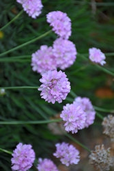 Portuguese Sea Thrift (Armeria alliacea) at Lakeshore Garden Centres