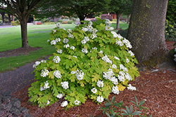Little Honey Hydrangea (Hydrangea quercifolia 'Little Honey') at Lakeshore Garden Centres