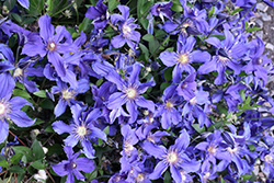 Sapphire Indigo Clematis (Clematis 'Sapphire Indigo') at Peter Knippel Garden Centre