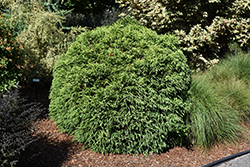 Dwarf Globe Japanese Cedar (Cryptomeria japonica 'Globosa Nana') at Lakeshore Garden Centres
