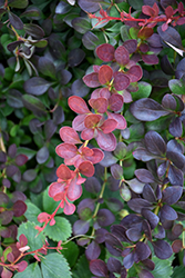 Lava Nugget Barberry (Berberis thunbergii 'Martha') at Lakeshore Garden Centres