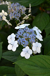 Bluebird Hydrangea (Hydrangea serrata 'Bluebird') at Lakeshore Garden Centres