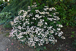 Beni Gaku Hydrangea (Hydrangea serrata 'Beni Gaku') at Lakeshore Garden Centres