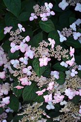 Beni Gaku Hydrangea (Hydrangea serrata 'Beni Gaku') at Lakeshore Garden Centres
