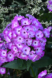 Volcano Purple with White Eye Garden Phlox (Phlox paniculata 'Barthirtythree') at Lakeshore Garden Centres