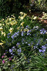 Blue Leap Agapanthus (Agapanthus 'Blue Leap') at Lakeshore Garden Centres