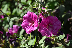 Red Rum Tree Mallow (Lavatera 'Red Rum') at Lakeshore Garden Centres