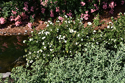 Frosty Potentilla (Potentilla fruticosa 'Monsidh') at Lakeshore Garden Centres