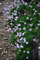 Portuguese Sea Thrift (Armeria alliacea) at Lakeshore Garden Centres