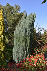Blue Surprise Port Orford Cedar (Chamaecyparis lawsoniana 'Blue Surprise') at Lakeshore Garden Centres