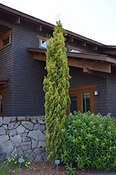Swane's Golden Italian Cypress (Cupressus sempervirens 'Swane's Golden') at Lakeshore Garden Centres