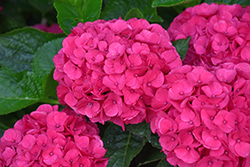 Seaside Serenade Martha's Vineyard Hydrangea (Hydrangea macrophylla 'HORTMAVI') at Lakeshore Garden Centres