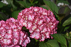 Seaside Serenade Fire Island Hydrangea (Hydrangea macrophylla 'HORTFIRE') at Lakeshore Garden Centres