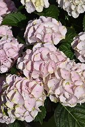 Seaside Serenade Cape Lookout Hydrangea (Hydrangea macrophylla 'HORTMABLO') at Lakeshore Garden Centres