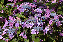 Seaside Serenade Outer Banks Hydrangea (Hydrangea macrophylla 'SMHMEPSILON') at Lakeshore Garden Centres
