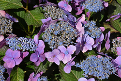 Seaside Serenade Outer Banks Hydrangea (Hydrangea macrophylla 'SMHMEPSILON') at Lakeshore Garden Centres