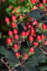 FloralBerry Sangria St. John's Wort (Hypericum x inodorum 'KOLSAN') at Lakeshore Garden Centres