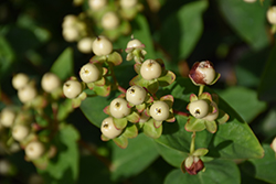 FloralBerry Champagne St. John's Wort (Hypericum x inodorum 'KOLCHAM') at Lakeshore Garden Centres
