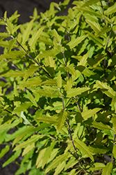 La Barbe Bleue Caryopteris (Caryopteris 'SMCIPG') at Lakeshore Garden Centres