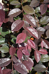 Sizzling Pink Chinese Fringeflower (Loropetalum chinense 'Sizzling Pink') at Lakeshore Garden Centres