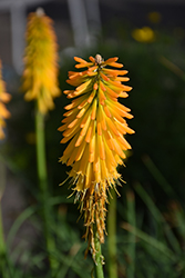 Mango Shoutout Torchlily (Kniphofia 'Mango') at Lakeshore Garden Centres