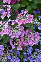 Teller Pink Hydrangea (Hydrangea macrophylla 'Taube') at Lakeshore Garden Centres
