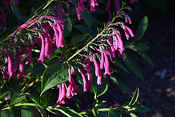 Magenta Cape Fuchsia (Phygelius capensis 'Magenta') at Lakeshore Garden Centres