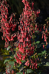 COLORBURST Deep Red Cape Fuchsia (Phygelius 'TNPHYCDR') at Lakeshore Garden Centres