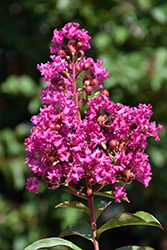 Miss Sandra Crapemyrtle (Lagerstroemia 'Miss Sandra') at Lakeshore Garden Centres