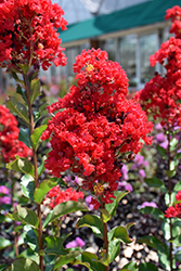 Garnet King Emerald Empire Crapemyrtle (Lagerstroemia indica 'Garnet King') at Lakeshore Garden Centres